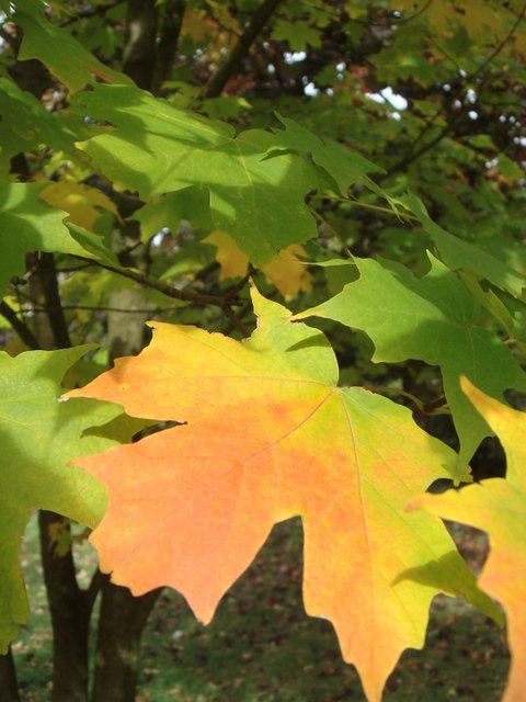Acer saccharum feuille automne